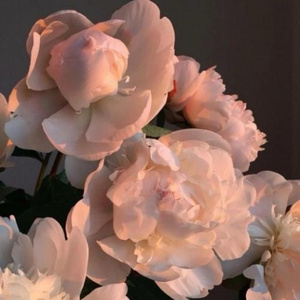 jealousvue亚洲妇女
